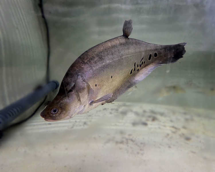 Clown Knife Fish ~ 40-50cm